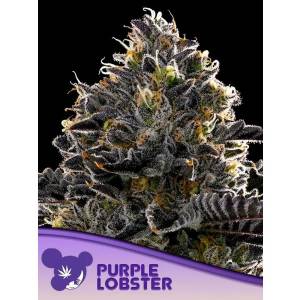 Anesia Seeds - Purple Lobster - 5 fem