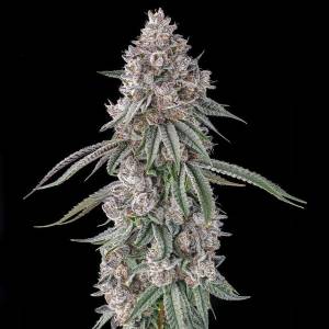 Compound Genetics - Lemon Chain : Lemon Gello x Mellowz #8 - 3 Fem