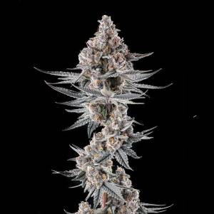 Compound Genetics - Eye of JAH : JAHmba Juice x Mellowz #8 - 3 Fem