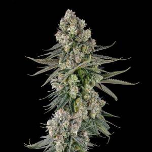 Compound Genetics - Glue Lotus : GG4 x Mellowz #8 - 3 Fem