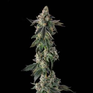 Compound Genetics - Wokstar : Egg Roll x Mellowz #8 - 3 Fem