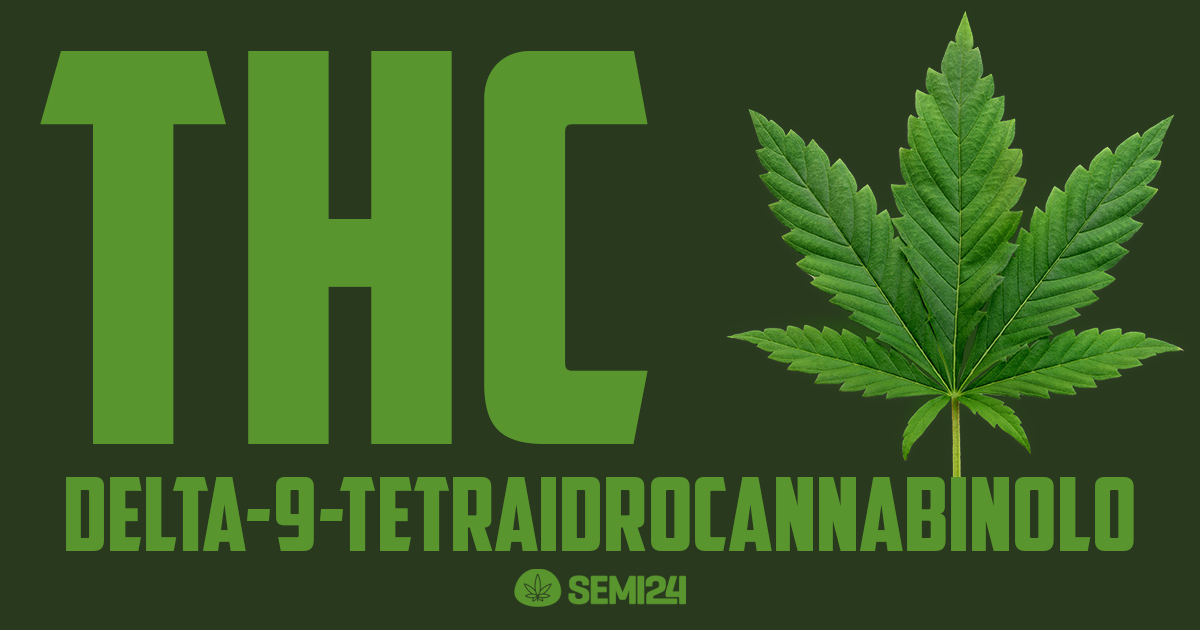 Che cos’è il THC in una pianta di cannabis ed i suoi effetti