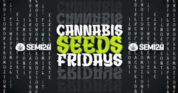 Cannabis Seeds Fridays 2024