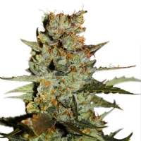 Dutch Passion Auto Blueberry 7 Seeds   