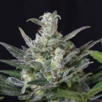 Joint Doctor Auto Diesel Ryder 3