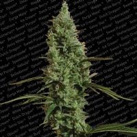 Paradise Seeds - Atomical Haze 5