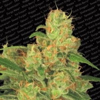 Paradise Seeds - Auto Acid Autofiorente 5