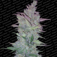 Paradise Seeds - Vertigo Autofiorente 5