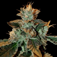 DNA Genetics Cataract Kush - 6