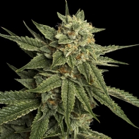 DNA Genetics Holy Grail Kush - 6