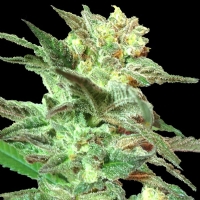 DNA Genetics Honey BooBoo Regular - 6
