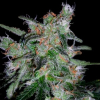DNA Genetics 60 Day Lemon Autoflower -6