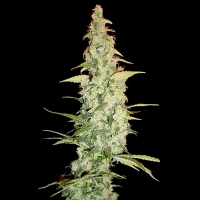 DNA Genetics Riserva Privada Cole Train - 6