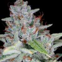 DNA Genetics Riserva Privada Skywalker Kush - 6