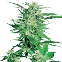 Big Bud Feminized Sensi Seeds - 3 Semi