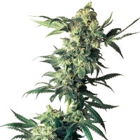 Northern Lights Feminized Sensi Seeds - 3 Semi