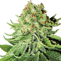 Northern Lights Automatici Sensi Seeds - 3 Semi