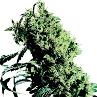 Northern Lights #5 X Haze Femminizzati Sensi Seeds - 5 Semi