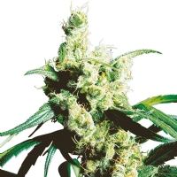 Silver Haze Femminizzati - Sensi Seeds - 10 Semi