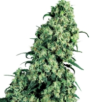 Skunk #1 Femminizzati Sensi Seeds - 3 Semi