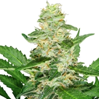 Super Skunk Automatici Sensi Seeds - 3 Semi