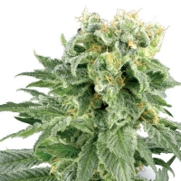 DOUBLE GUM White Label Sensi Seeds - 10 Semi regolari