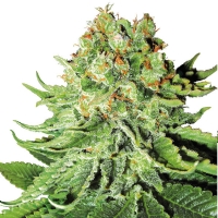 NL Automatici White Label Sensi Seeds - 3 Semi