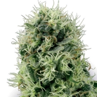 PURE POWER PLANT Femminizzati White Label Sensi Seeds - 3 Semi