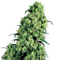 SKUNK #1 Femminizzati White Label Sensi Seeds - 3 Semi