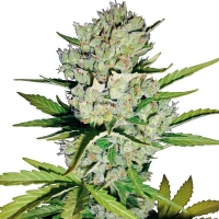 Super Skunk Automatici White Label Sensi Seeds - 3 Semi
