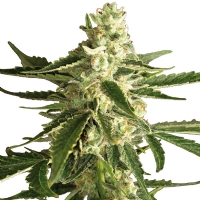 White Diesel Haze Automatici White Label Sensi Seeds - 3 Semi