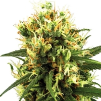 White Haze Automatici White Label Sensi Seeds - 3 Semi