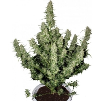 Buddha Seeds Auto Magnum Blister10