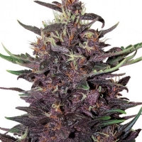 Buddha Seeds Auto Purple Kush 3