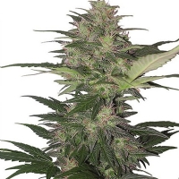 Buddha Seeds - Auto Red Dwarf 5 