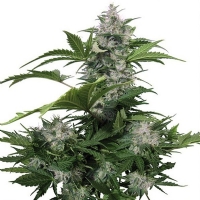 Buddha Seeds Auto White Dwarf Blister 10