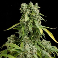 Dinafem - Auto Blue Cheese - 1 Auto