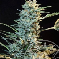 Grass o Matic Auto Ak 1