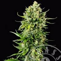 Grass o Matic Auto MASS 1