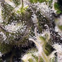 Sweet Seeds - Auto Cream Caramel - 100 Auto