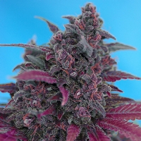 Sweet Seeds Auto Dark Devil PROMO PACK 3+1