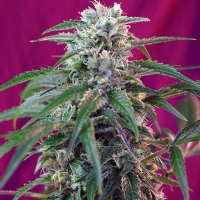 Sweet Seeds - Green Poison Auto - 25 auto