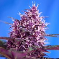 Sweet Seeds Auto Red Poison PROMO PACK 3+1