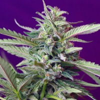Sweet Seeds Auto S.A.D. PROMO PACK 3+1