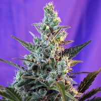 Sweet Seeds Auto Sweet Skunk PROMO PACK 3+1
