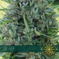 Vision Seeds AK-49 5 Semi