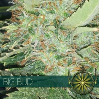 Vision Seeds Big Bud 5 Semi