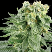 Vision Seeds Bubble Yum 3 Semi