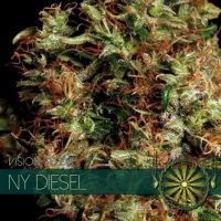Vision Seeds NY Diesel 5 Semi