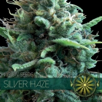 Vision Seeds Silver Haze 10 Semi